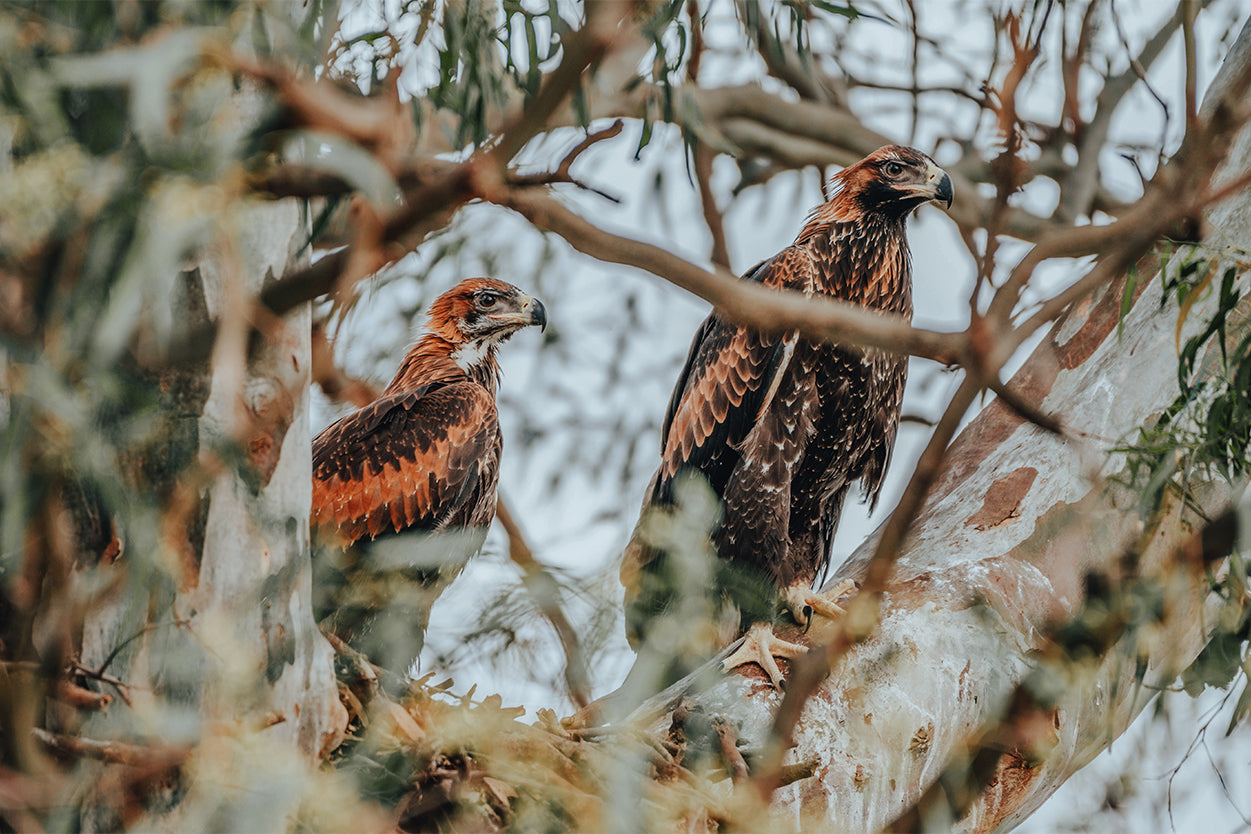Wedge Tailed Eagle Nest Australia Wall Art Decor 100% Australian Made