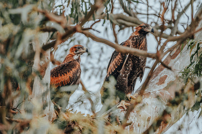 Wedge Tailed Eagle Nest Australia Wall Art Decor 100% Australian Made