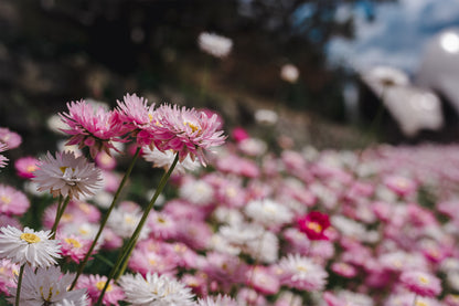 Vibrant Australian Paper Daisies in Bloom Wall Art Decor 100% Australian Made