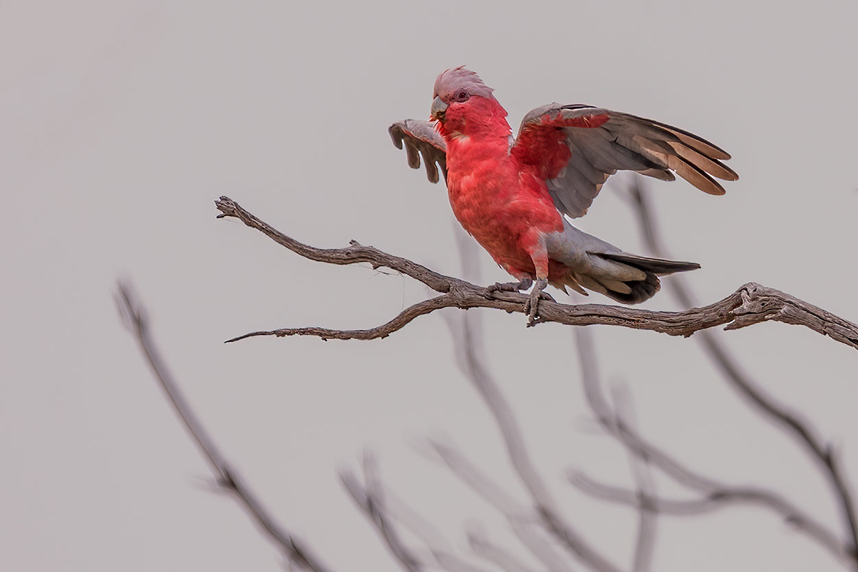 Galah Australia Wings Out Wall Art Decor 100% Australian Made