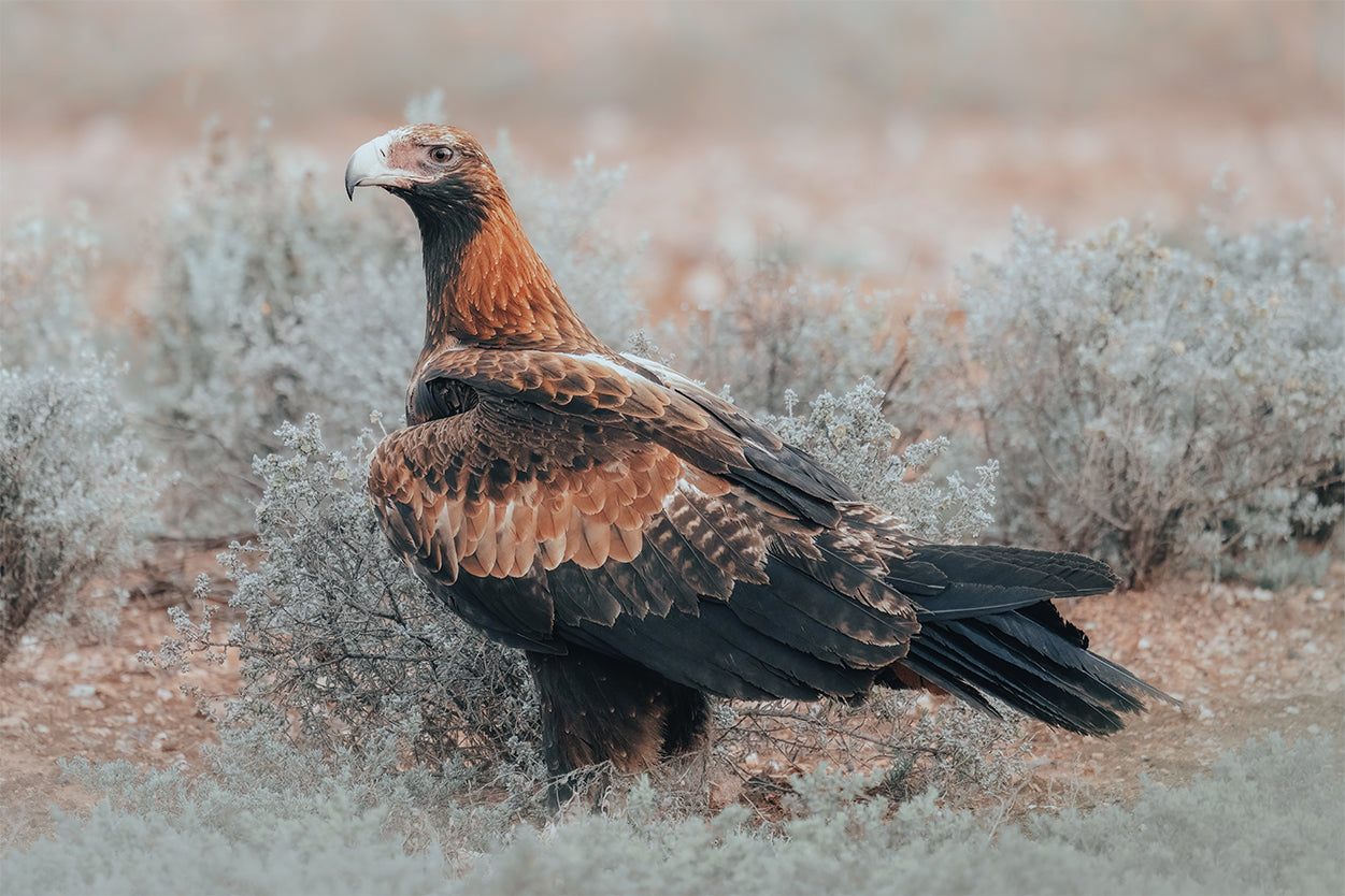 Wedge Tailed Eagle Australia Portrait Wall Art Decor 100% Australian Made