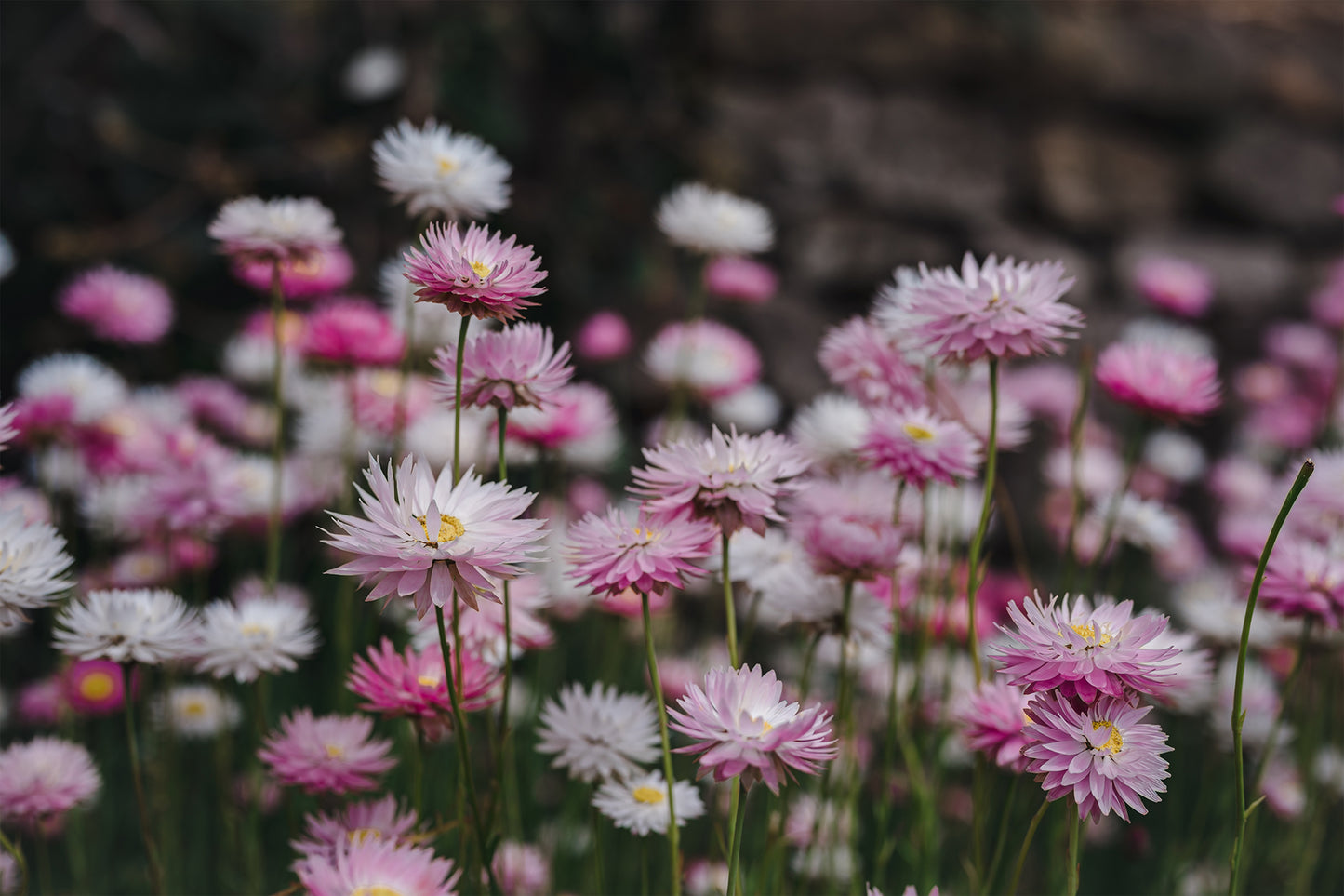 Colourful Australian Paper Daisy Flowers Wall Art Decor 100% Australian Made