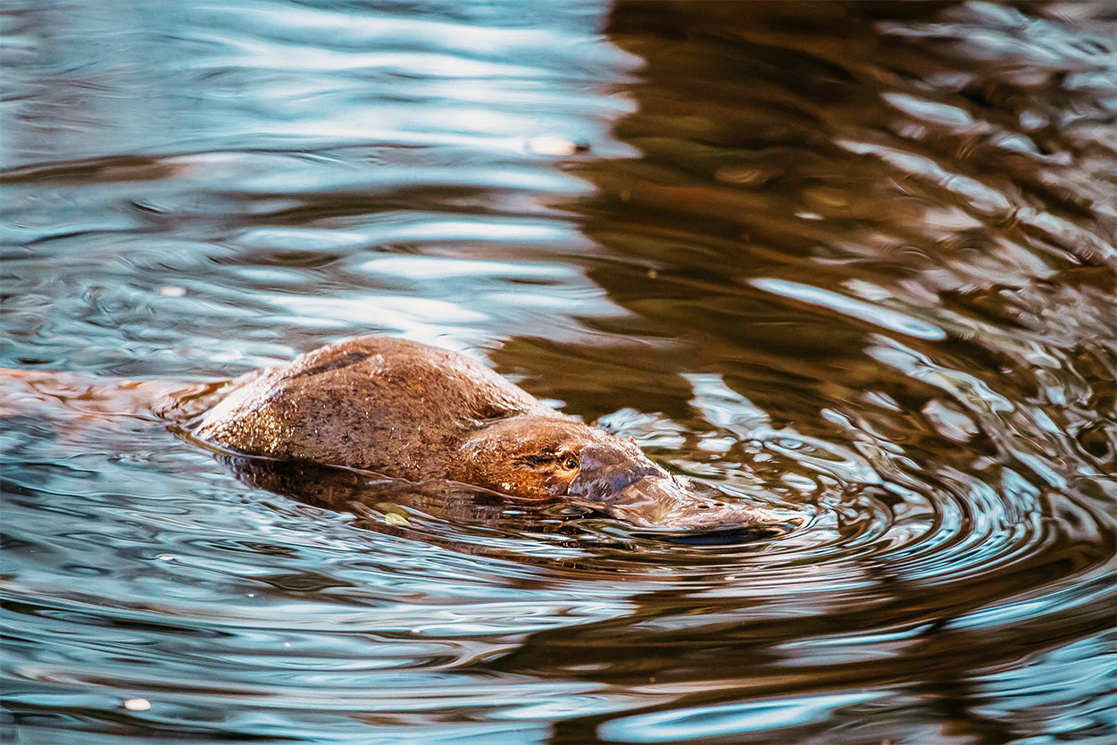 Platypus Mt Field National Park Tasmania Wall Art Decor 100% Australian Made