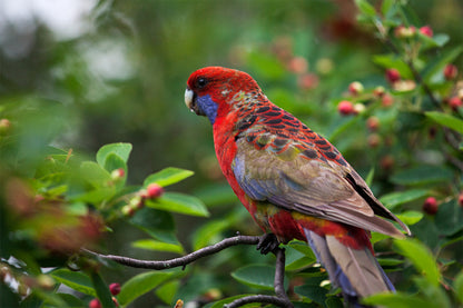 Crimson Rosella on Branch Wall Art Decor 100% Australian Made