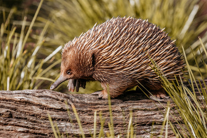 Echidna Australia Wildlife Wall Art Decor 100% Australian Made