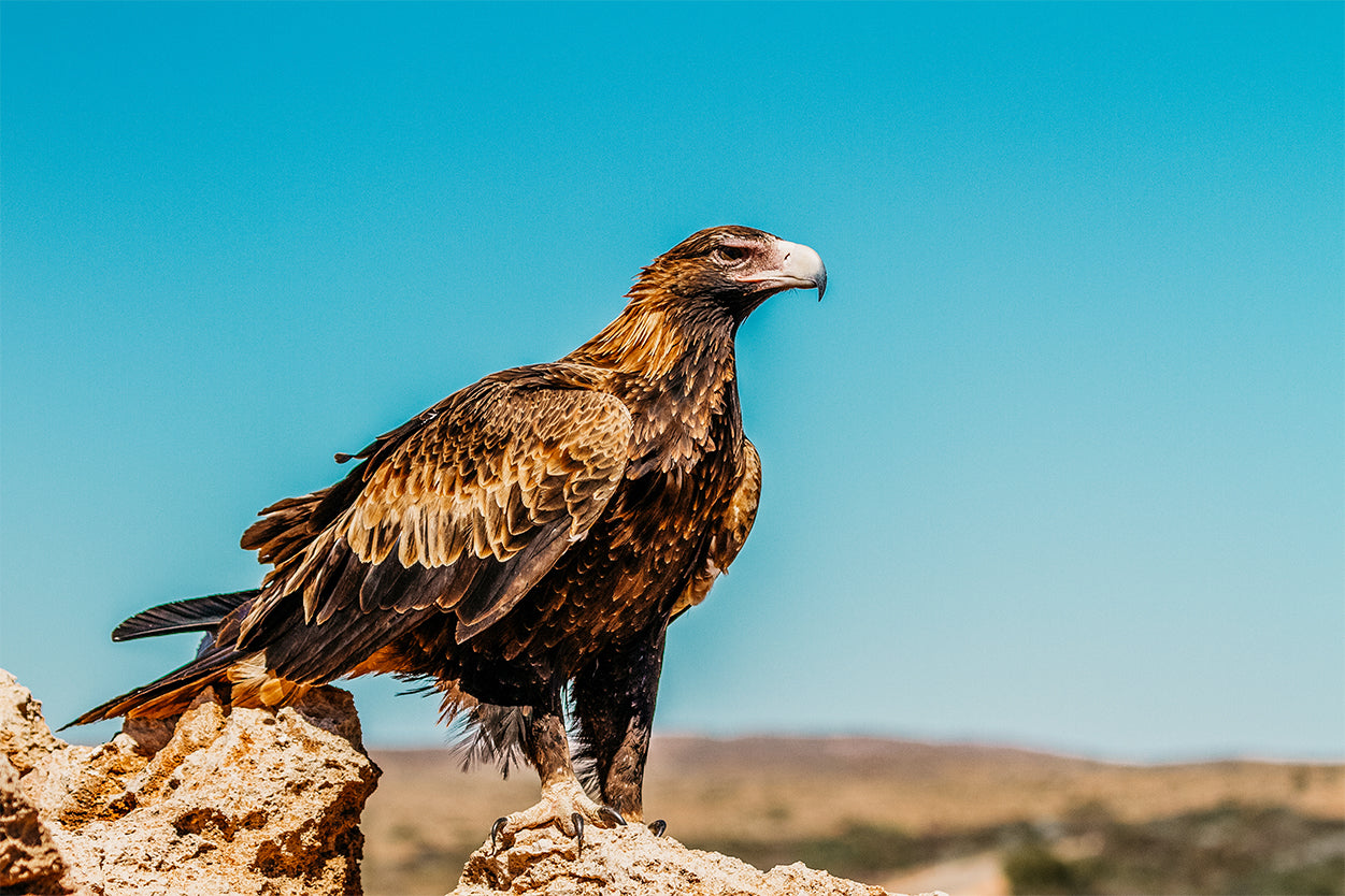 Wedge Tailed Eagle Australia Wall Art Decor 100% Australian Made