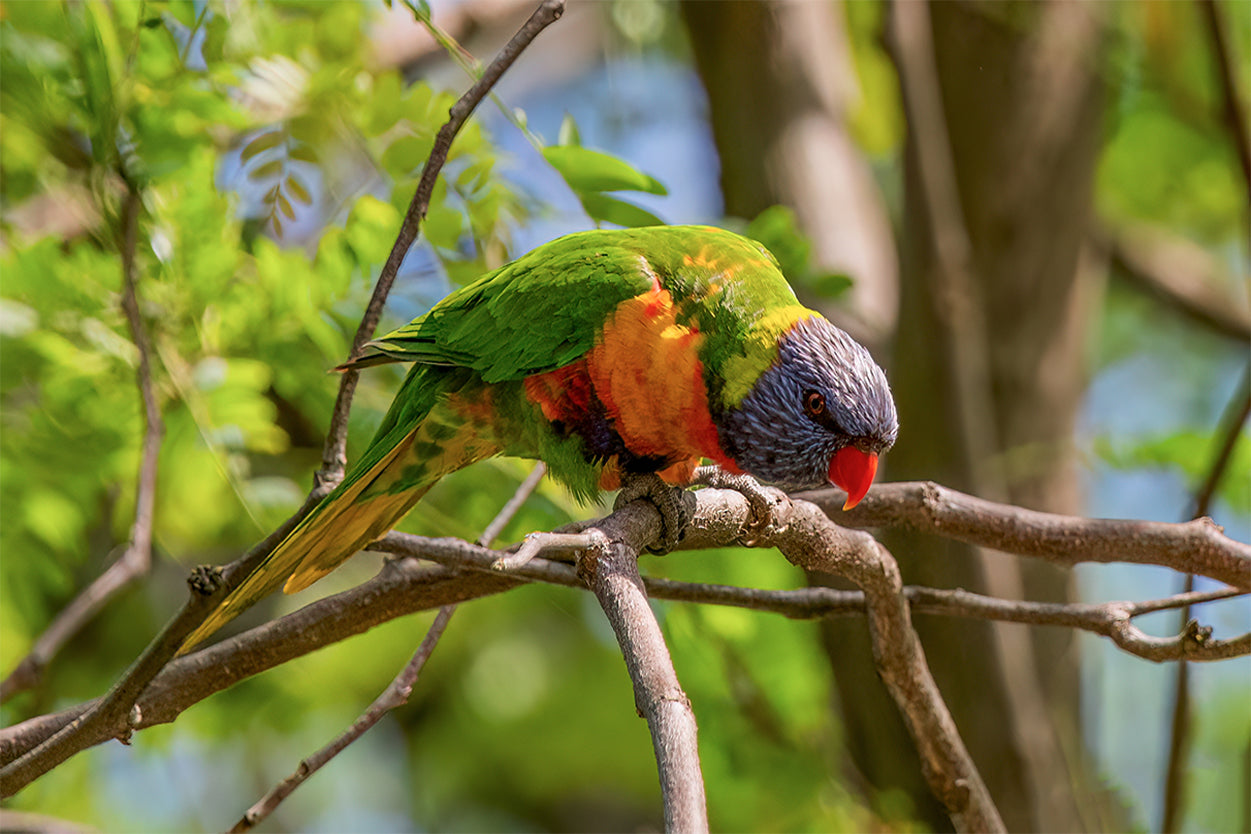 Cute Rainbow Lorikeet Australia Wall Art Decor 100% Australian Made
