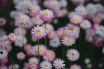 Australian Paper Daisy Everlasting Flowers Wall Art Decor 100% Australian Made