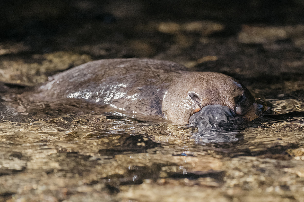 Platypus Tasmanian Creek Wall Art Decor 100% Australian Made