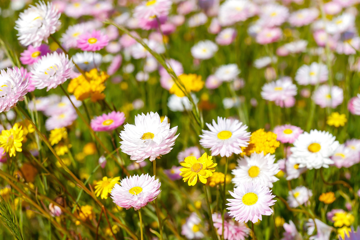 Australian Everlasting Paper Daisies Kings Park Wall Art Decor 100% Australian Made