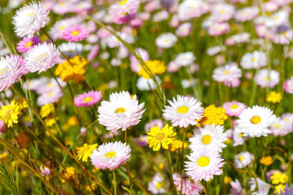 Australian Everlasting Paper Daisies Kings Park Wall Art Decor 100% Australian Made