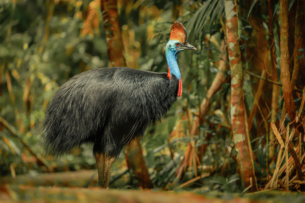 Southern Cassowary Wall Art Decor 100% Australian Made