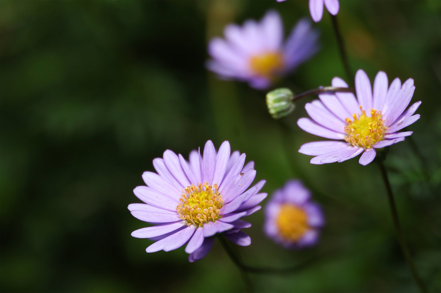 Australian Native Purple Brachyscome Daisy Wall Art Decor 100% Australian Made