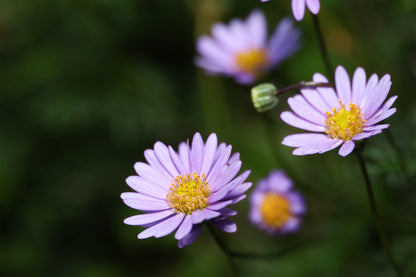 Australian Native Purple Brachyscome Daisy Wall Art Decor 100% Australian Made