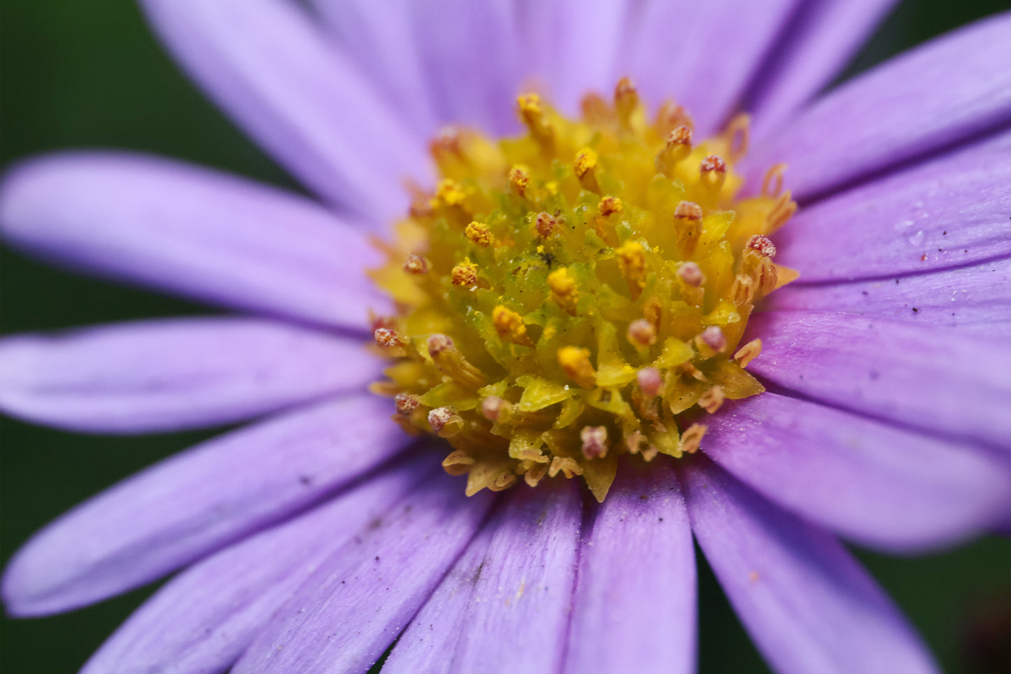 Australian Native Brachyscome Daisy Wall Art Decor 100% Australian Made