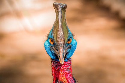 Cassowary Tropical Forest Wall Art Decor 100% Australian Made