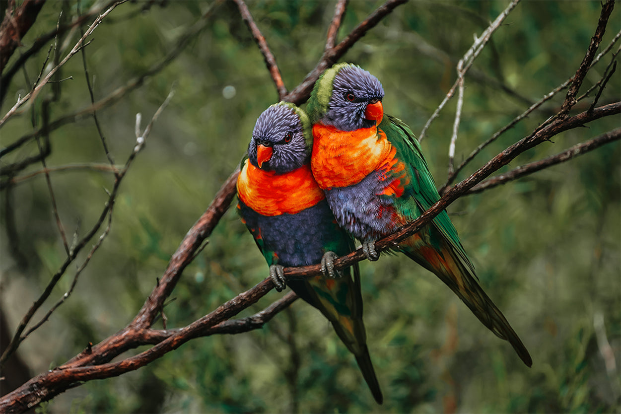 Rainbow Lorikeet Northern Queensland Wall Art Decor 100% Australian Made