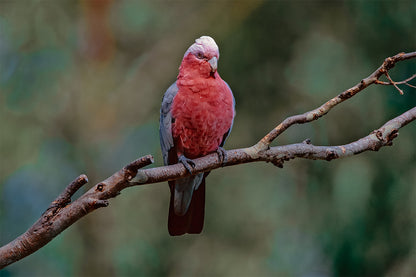 Galah South East Queensland Wall Art Decor 100% Australian Made