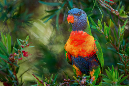 Rainbow Lorikeet Eastern Australia Wall Art Decor 100% Australian Made