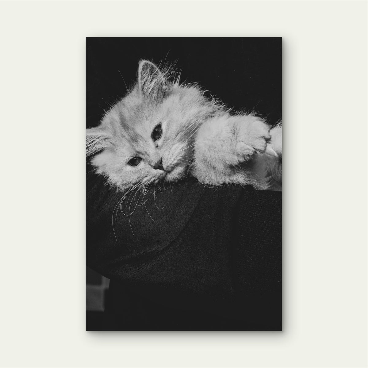Persian Cat Resting on Dark Surface 60x90cm Metal Print Ready to Hang
