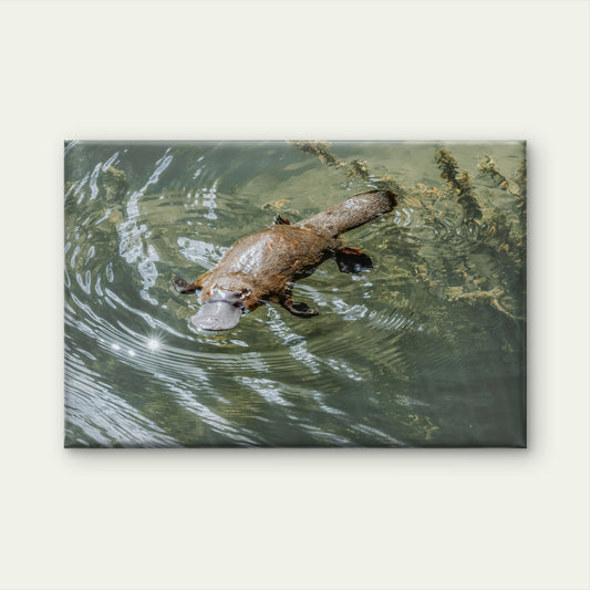 Platypus Eungella National Park Queensland Wall Art Decor 100% Australian Made