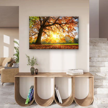 Autumn Tree with Sunshine Photograph Print 100% Australian Made