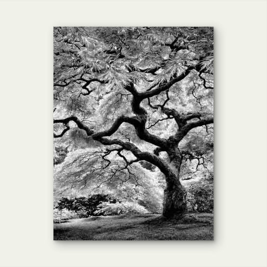 Black And White Manga Style Japanese Tree 40x60cm Metal Print Ready to Hang
