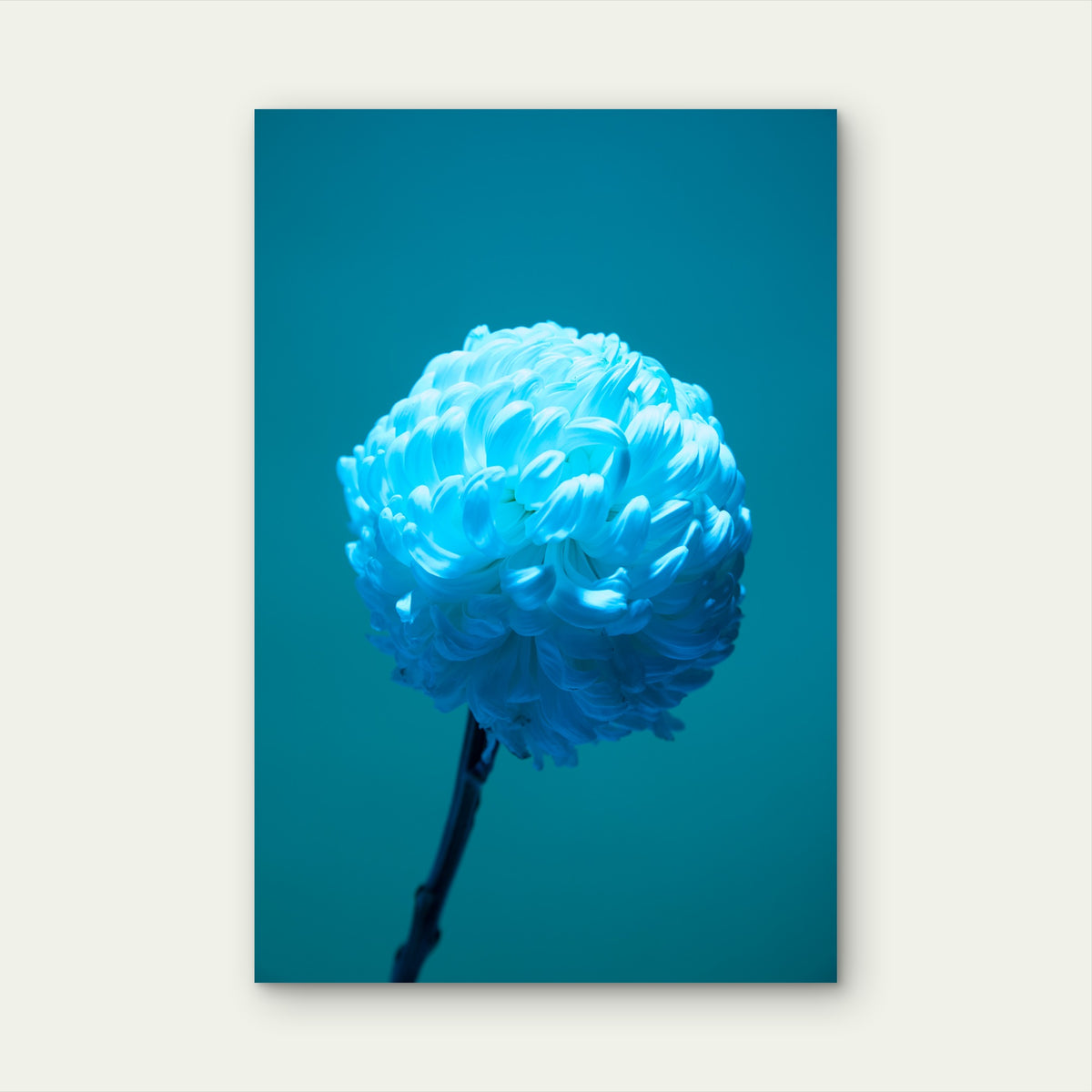 Chrysanthemum Flower Against Blue Background 40x60cm Metal Print Ready to Hang