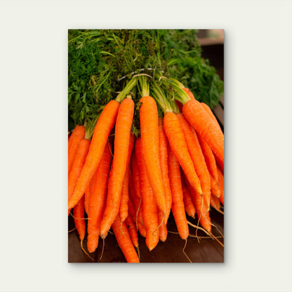 Fresh Bunch of Carrots Metal Print Ready to Hang