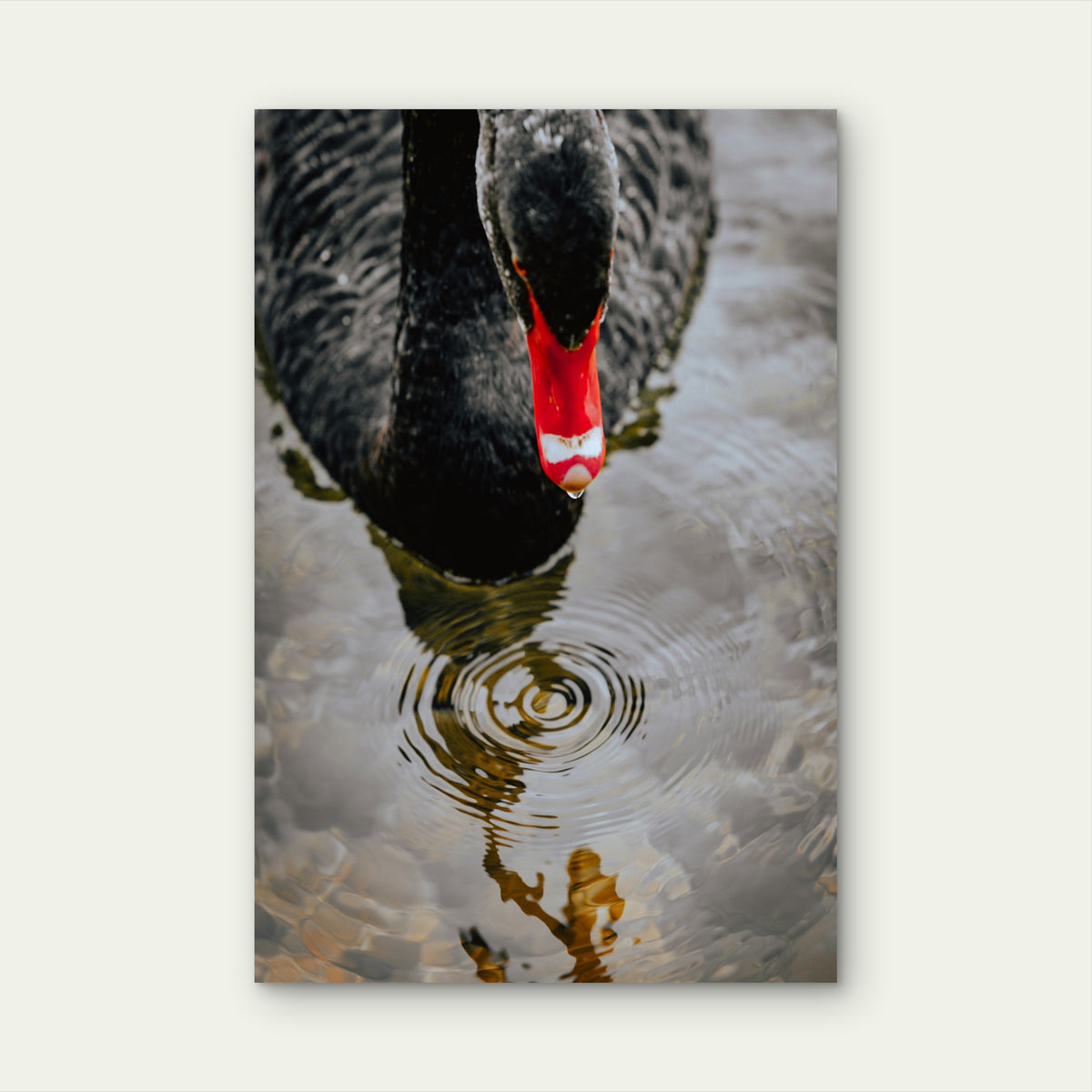 Australian Black Swan 40x60cm Metal Print Ready to Hang
