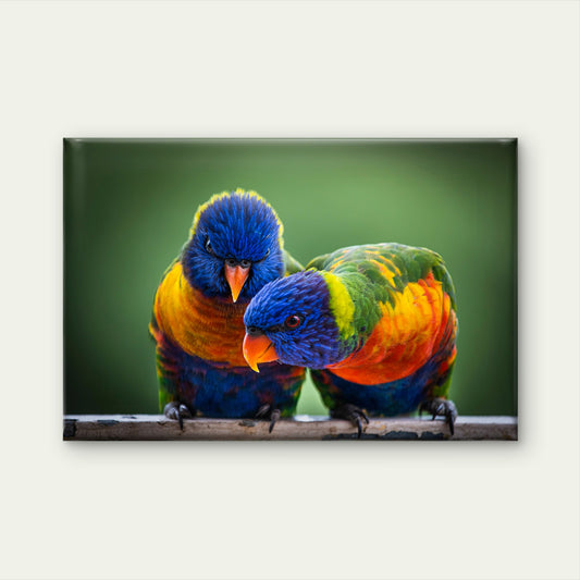 Pair of Rainbow Lorikeets Australia Wall Art Decor 100% Australian Made