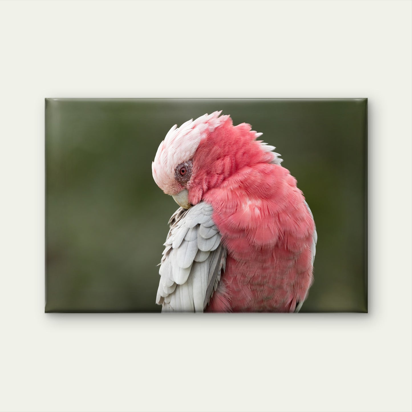 Galah Preening Feathers Gold Coast Queensland Wall Art Decor 100% Australian Made