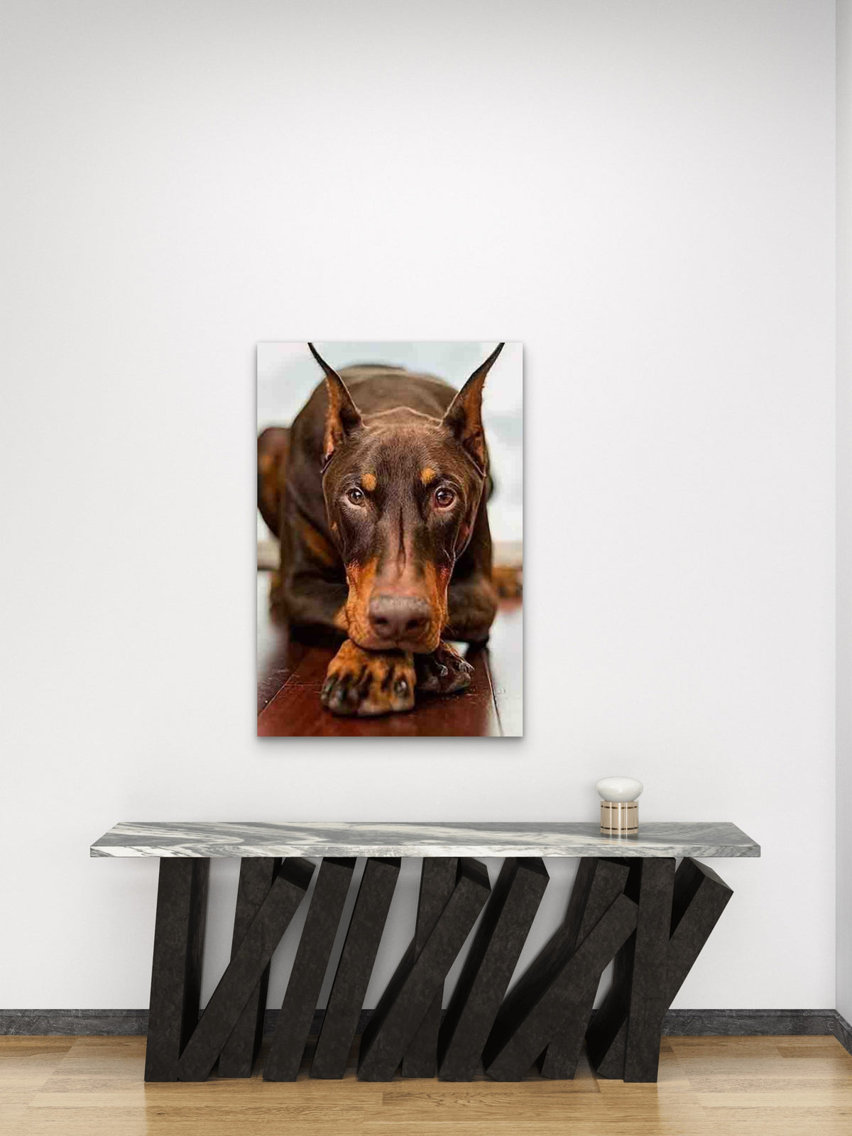 Doberman Gaze 60x90cm Metal Print Ready to Hang