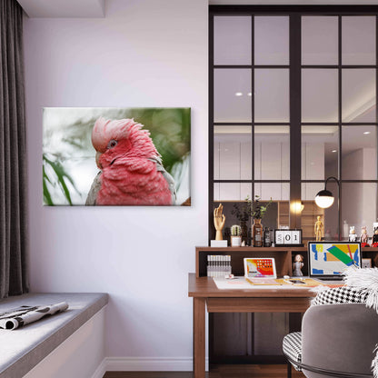 Galah Cockatoo Western Australia Wall Art Decor 100% Australian Made