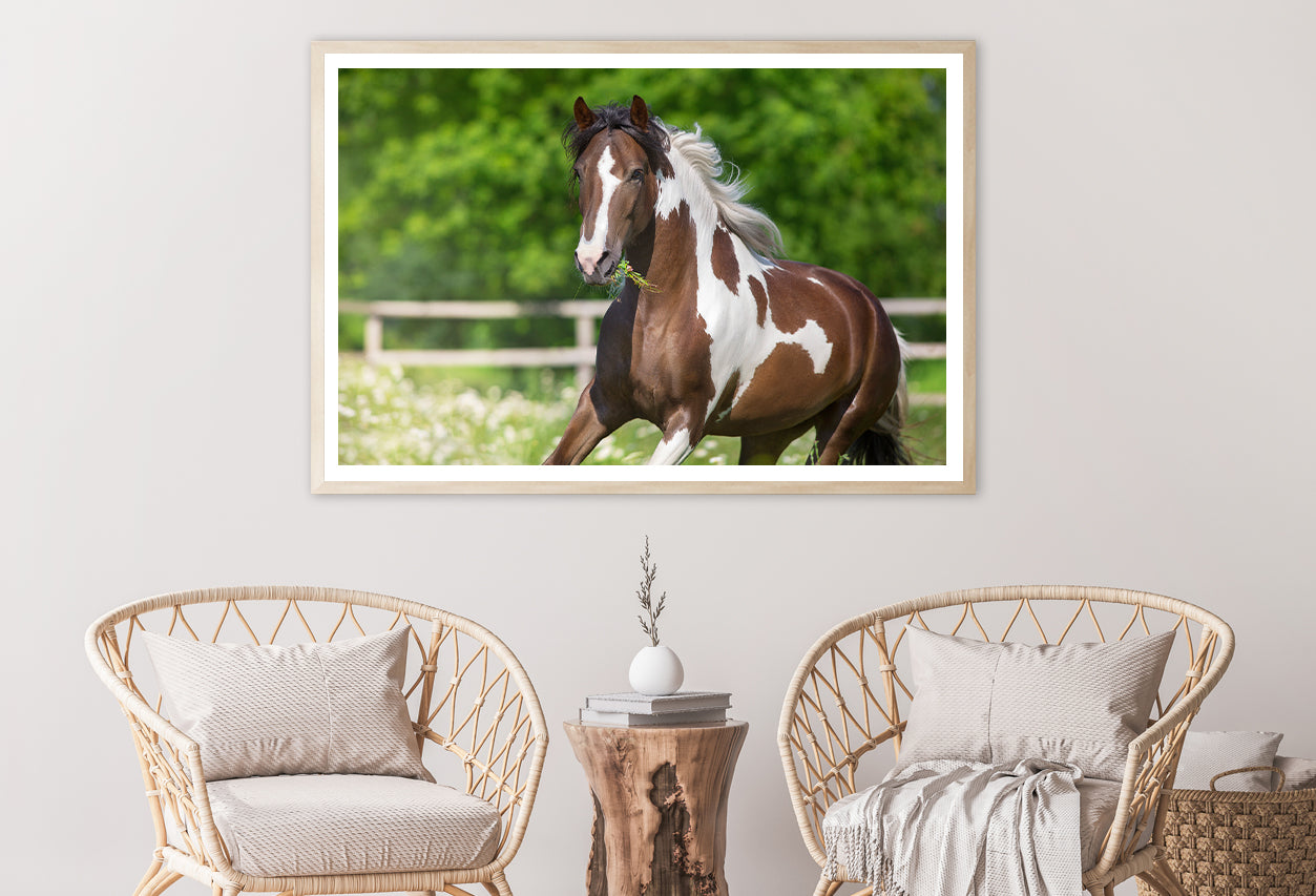 Brown And White Stallion Running Home Decor Premium Quality Poster Print Choose Your Sizes