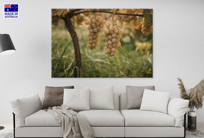 Vineyard Harvest Scene Barossa Valley South Australia Wall Art Decor 100% Australian Made