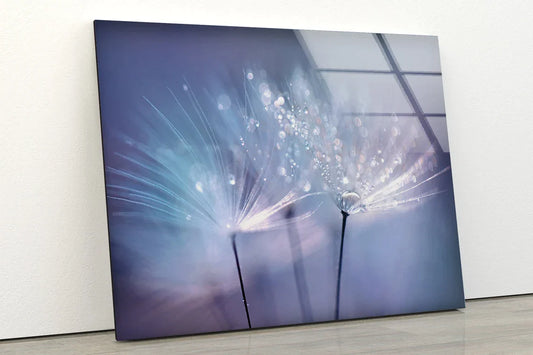 Dandelion Flower Water UV Direct Aluminum Print Australian Made Quality