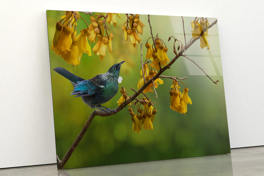 Tui Bird with Kowhai Tree Branch Acrylic Glass Print Tempered Glass Wall Art 100% Made in Australia Ready to Hang