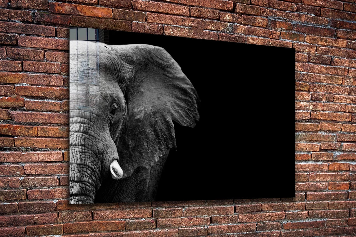 Half Face Elephant B&W UV Direct Aluminum Print Australian Made Quality