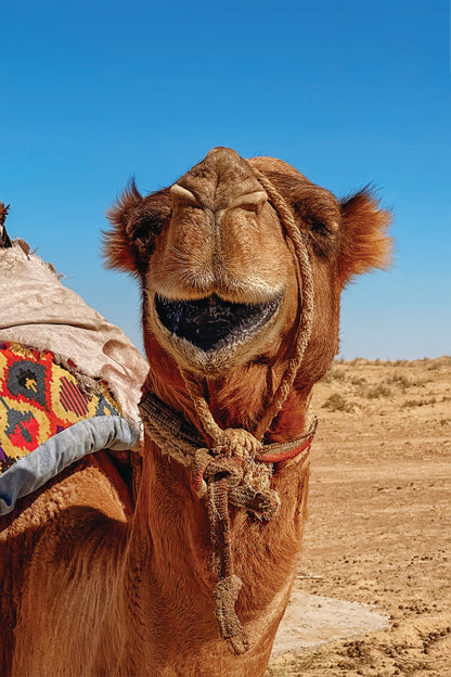 Close-Up Of a Dromedary Camel in The Desert Portrait Photograph Acrylic Glass Print Tempered Glass Wall Art 100% Made in Australia Ready to Hang