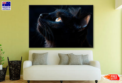 Black Cat with A Yellow Eye Staring Up Wall Art Decor 100% Australian Made