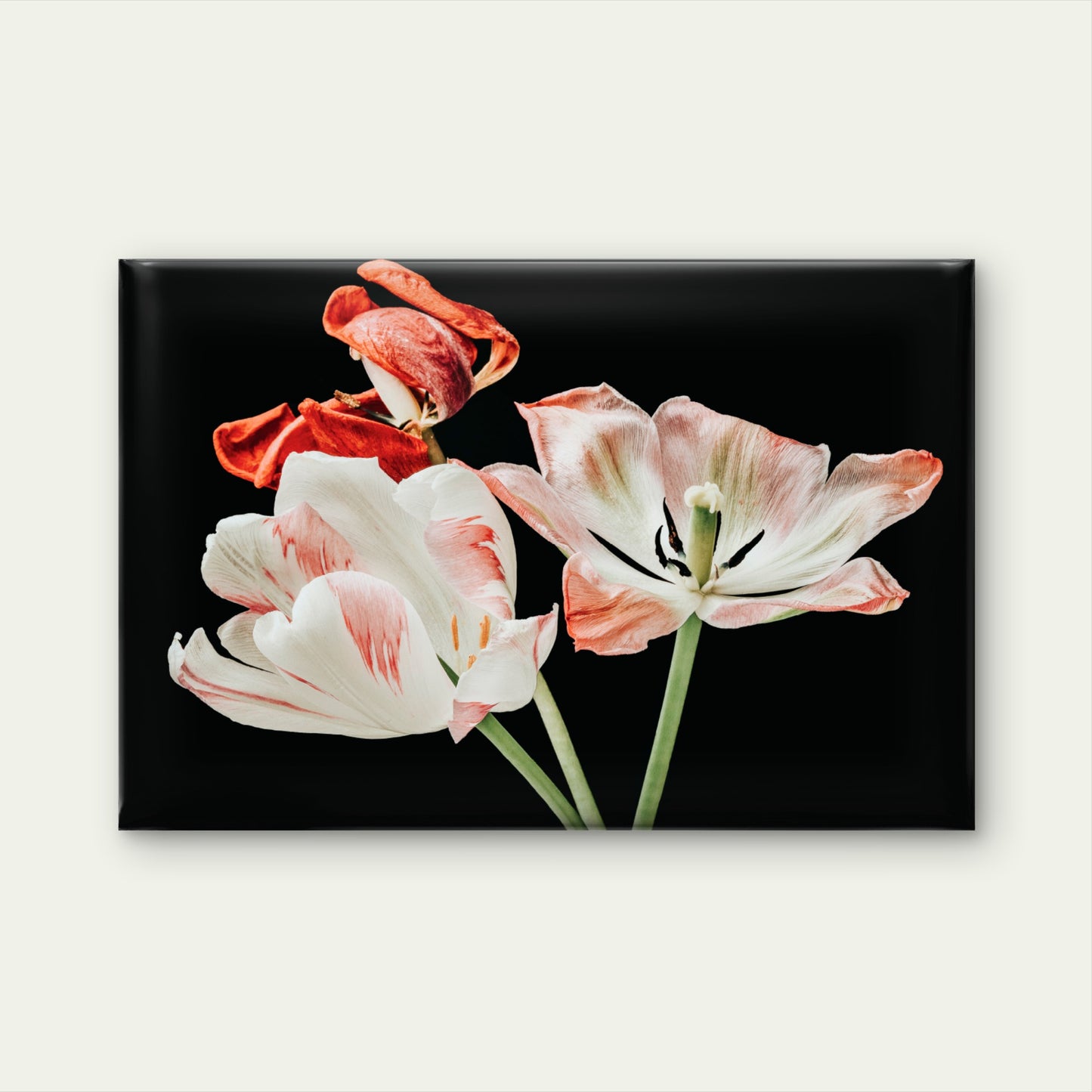 Botanical White and Red Fading Tulip Blossoms Wall Art Decor 100% Australian Made