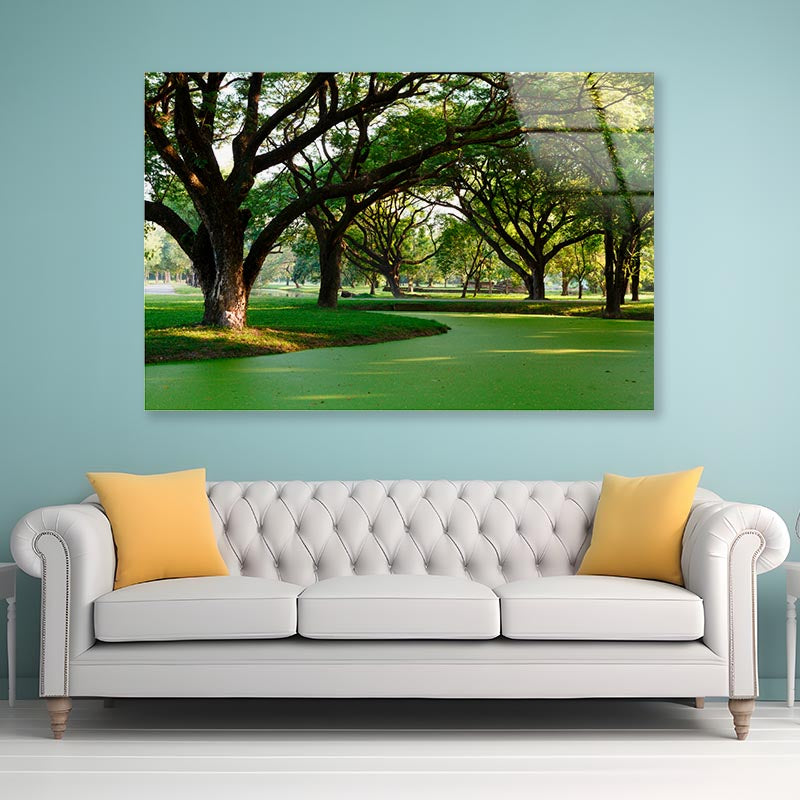 Samanea Saman Big Rain Tree Acrylic Glass Print Tempered Glass Wall Art 100% Made in Australia Ready to Hang