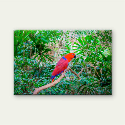 Red and Blue Parrot Daintree Rainforest Australia Wall Art Decor 100% Australian Made