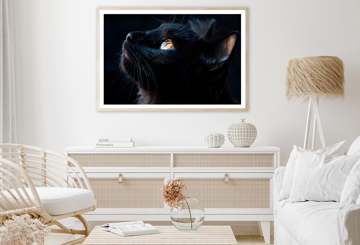 Black Cat with A Yellow Eye Staring Up Home Decor Premium Quality Poster Print Choose Your Sizes