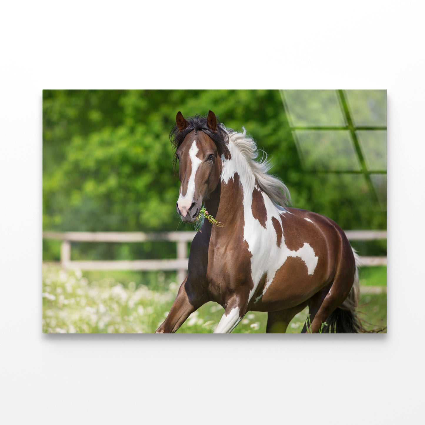 Brown And White Stallion Running Acrylic Glass Print Tempered Glass Wall Art 100% Made in Australia Ready to Hang