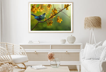 Tui Bird with Kowhai Tree Branch Home Decor Premium Quality Poster Print Choose Your Sizes