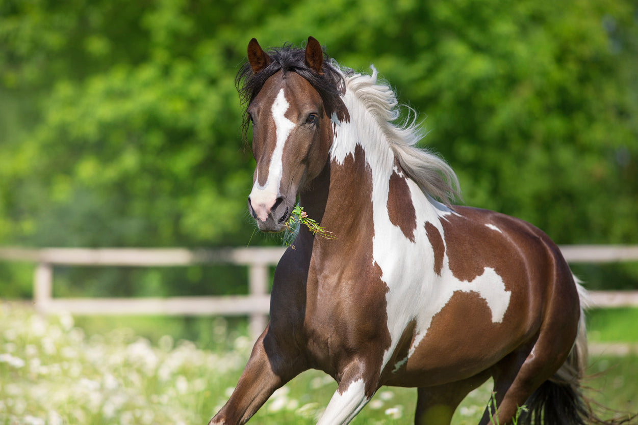 Brown And White Stallion Running Print 100% Australian Made