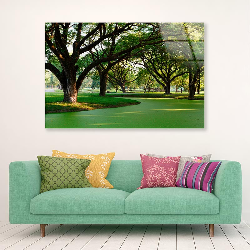 Samanea Saman Big Rain Tree Acrylic Glass Print Tempered Glass Wall Art 100% Made in Australia Ready to Hang