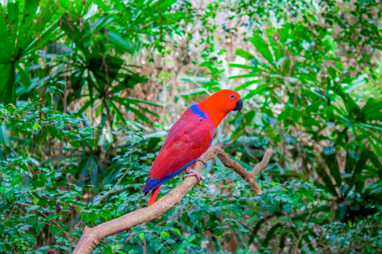 Red and Blue Parrot Daintree Rainforest Australia Wall Art Decor 100% Australian Made